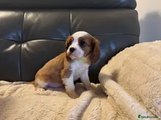 Cavalier King Charles Spaniel dogs Stunning cavalier King Charles puppies for sale - Advert 4