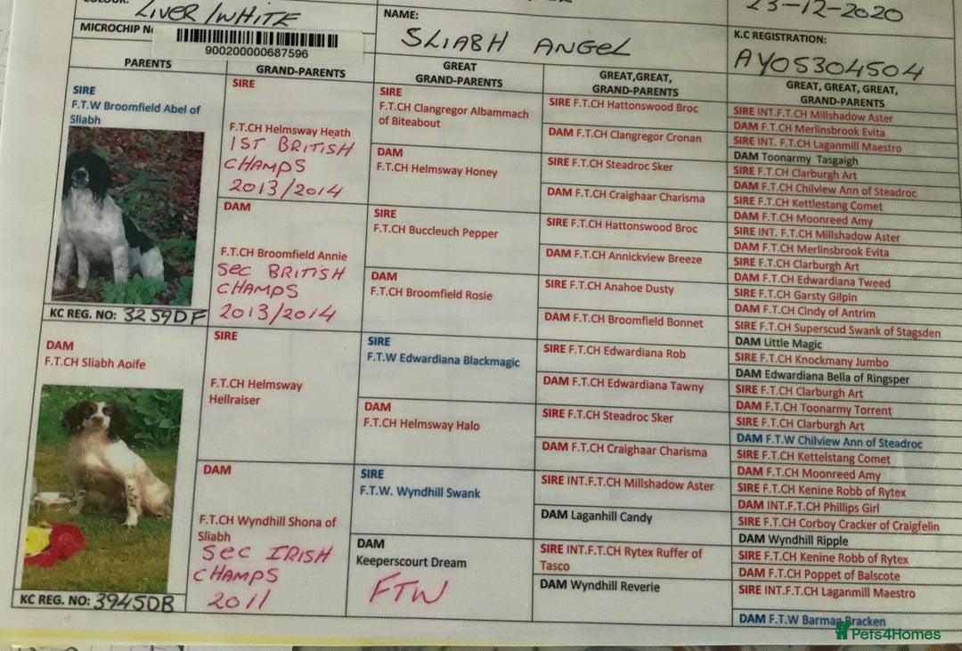 English Springer Spaniel dogs for sale: Springer Spaniel Puppies - Image 5