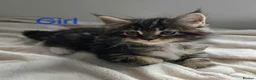Maine Coon cats for sale: 7 Gorgeous Maine Coon kittens. - Advert 11