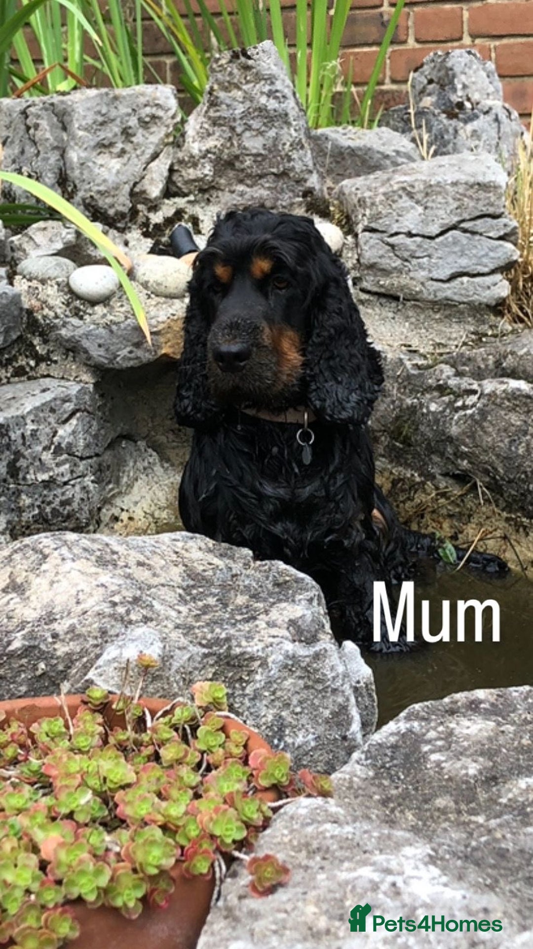 Cocker Spaniel dogs for sale: KC RIZI-BIZI show type European show champ lines - Image 13