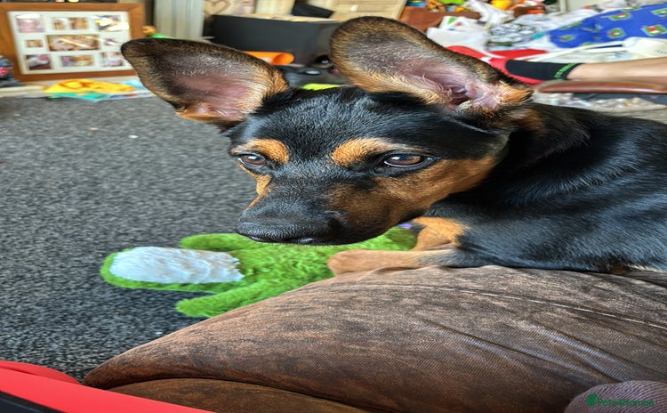 Mixed Breed dogs - Advert 1