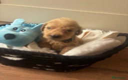 Labradoodle dogs for sale: F1 Labradoodles  - Image 4