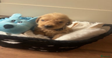 Labradoodle dogs - Advert 1