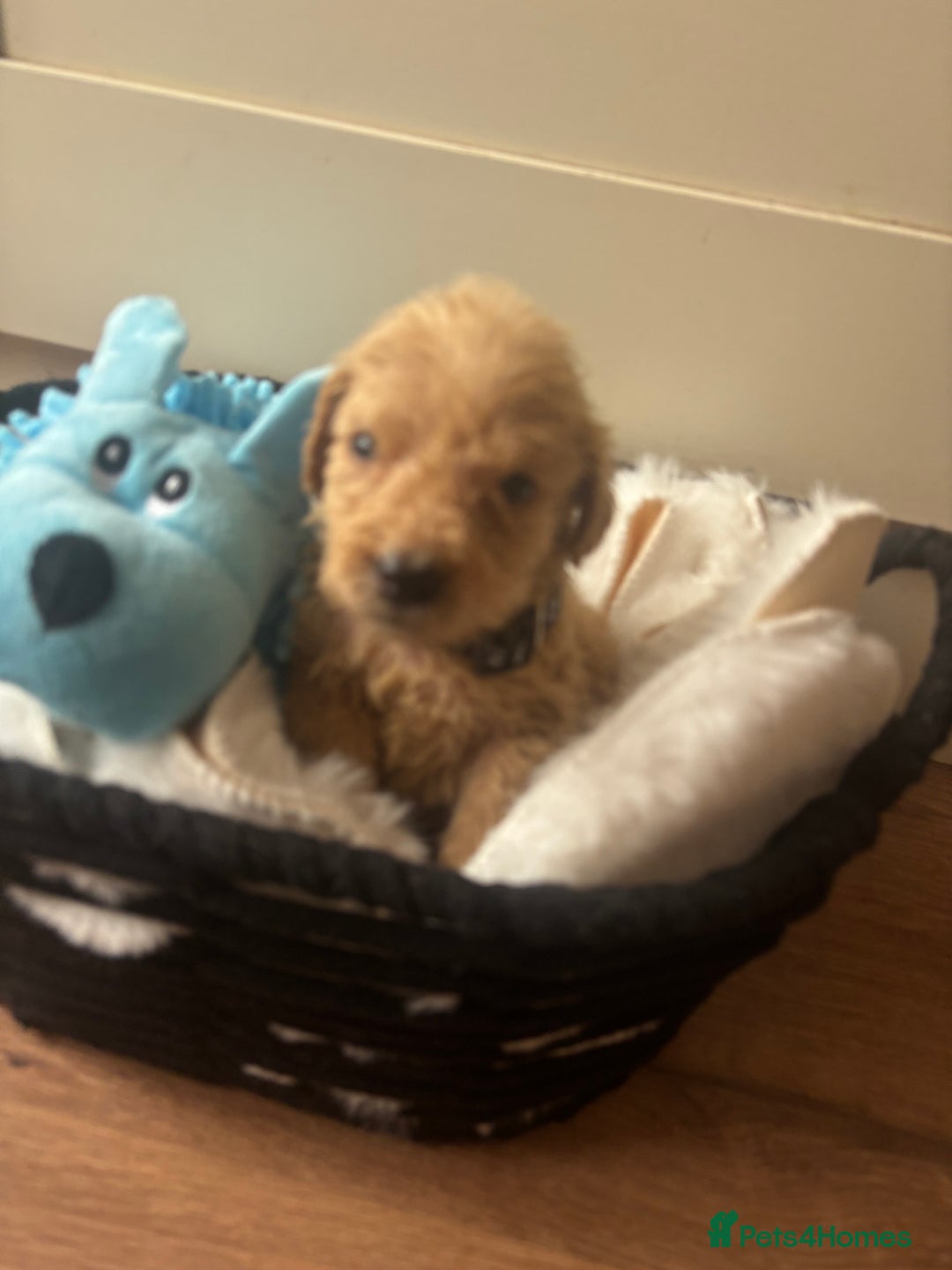 Labradoodle dogs for sale: F1 Labradoodles  - Image 4