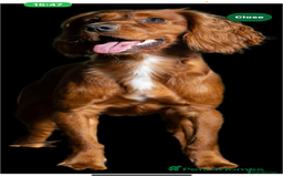 Cocker Spaniel dogs for sale: Puppies due to be born 10 November  - Image 7