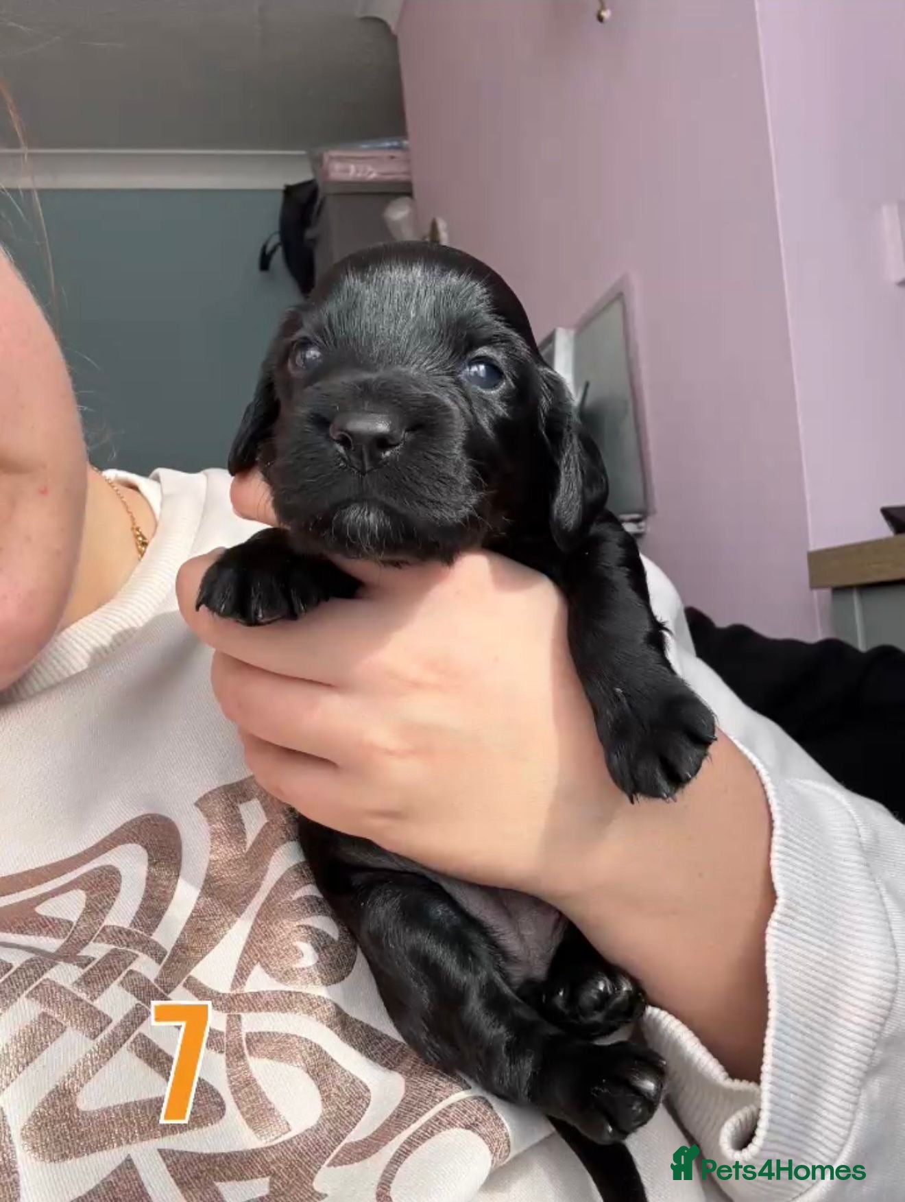 Cocker Spaniel dogs 7 Girls Cocker Spaniel Puppies (working) - Advert 2