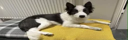 Border Collie dogs for sale: Border Collies - mixture of colours - Advert 1