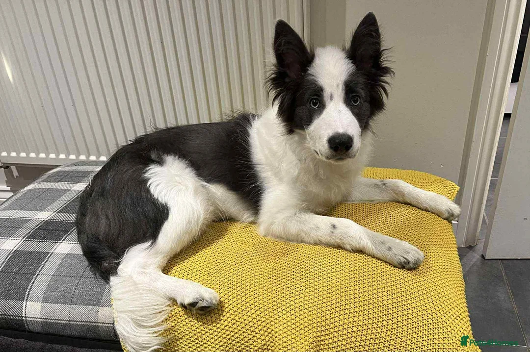 Border Collie dogs for sale: Border Collies - mixture of colours - Advert 1