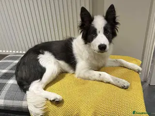 Border Collie dogs Border Collies - mixture of colours - Advert 4