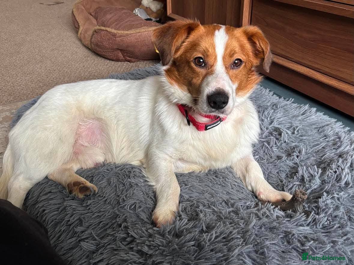 Mixed Breed dogs for adoption: Gregory for adoption in Leigh-on-Sea - Advert 8