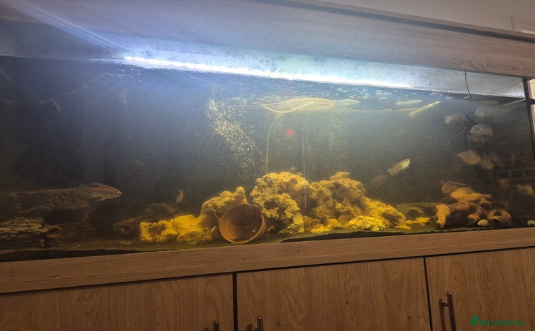 Other/Mixed Breed fish 5ft fish tank, FX4 filter and all fish - Advert 1