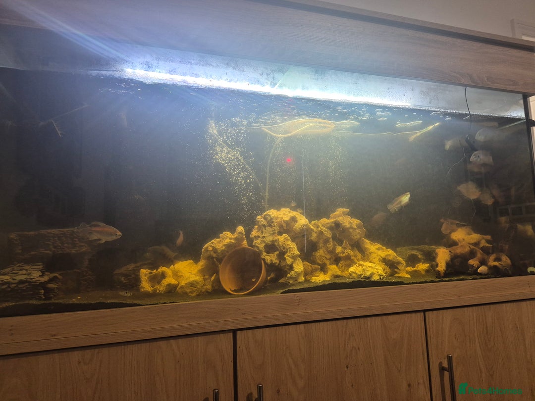 Other/Mixed Breed fish for sale: 5ft fish tank, FX4 filter and all fish - Advert 1