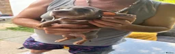 Dachshund dogs for sale: Isabella dachshunds  - Advert 11