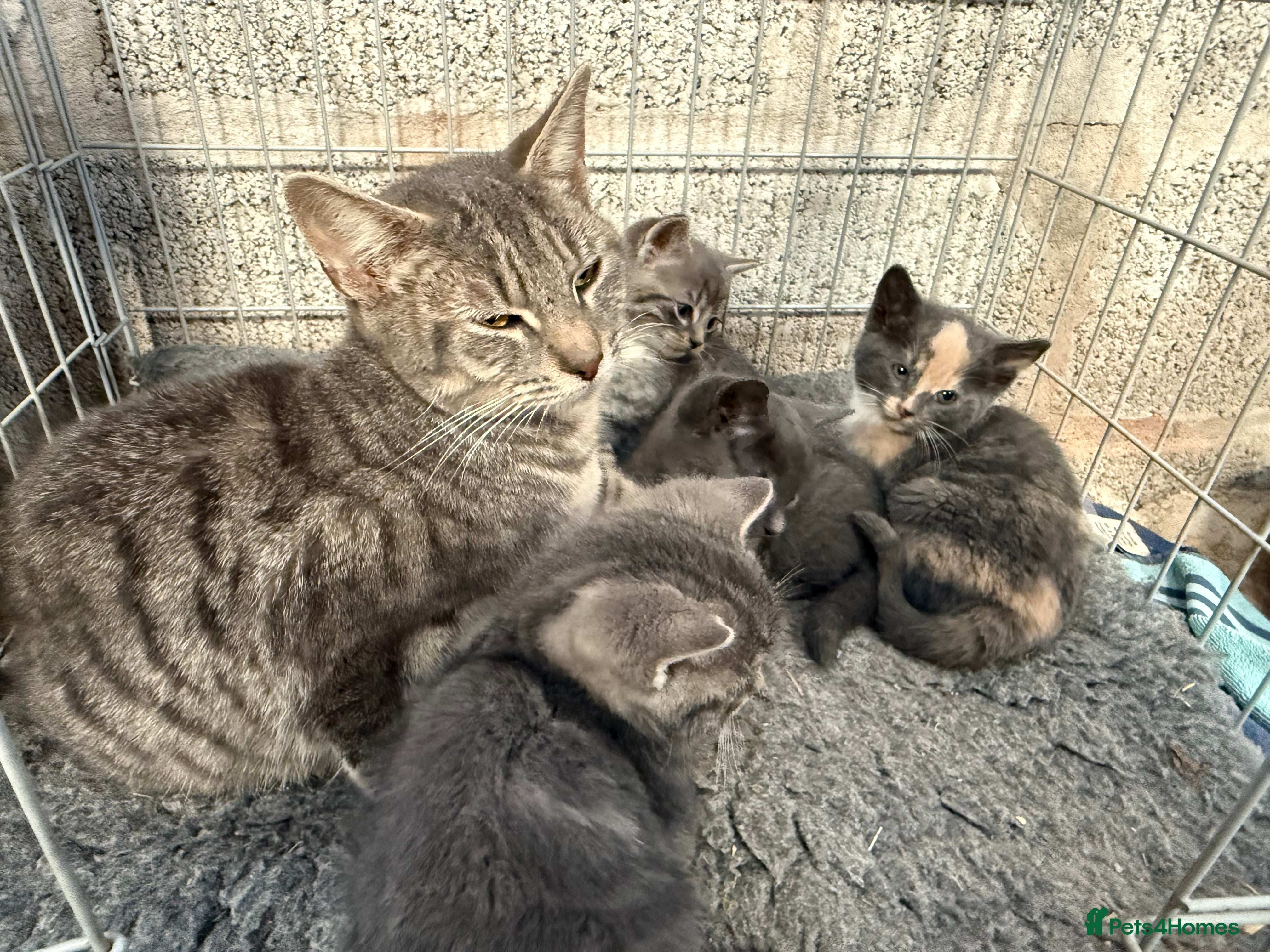 Mixed Breed cats Grey tabby kittens - Advert 10