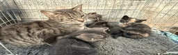 Mixed Breed cats for sale: Grey tabby kittens - Advert 1