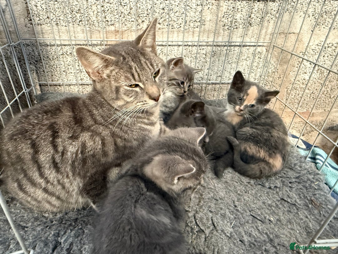Mixed Breed cats for sale: Grey tabby kittens - Advert 1