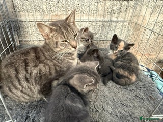 Mixed Breed cats Grey tabby kittens - Advert 1