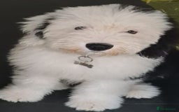 Old English Sheepdog dogs for stud: OLD ENGLISH SHEEPDOG for Stud KC Registered - Image 14