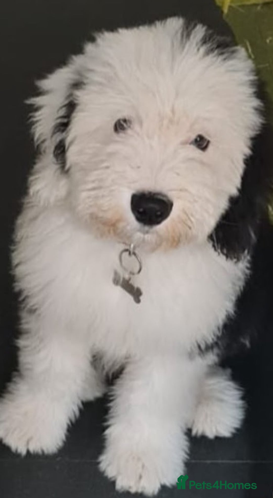 Old English Sheepdog dogs for stud: OLD ENGLISH SHEEPDOG for Stud KC Registered - Image 14