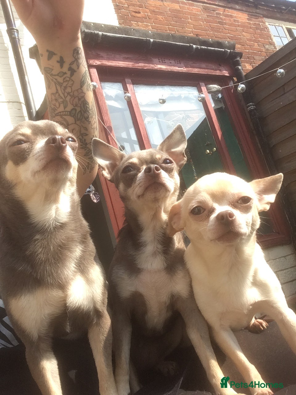 Chihuahua dogs for sale: 3 chihuahuas  - Advert 6