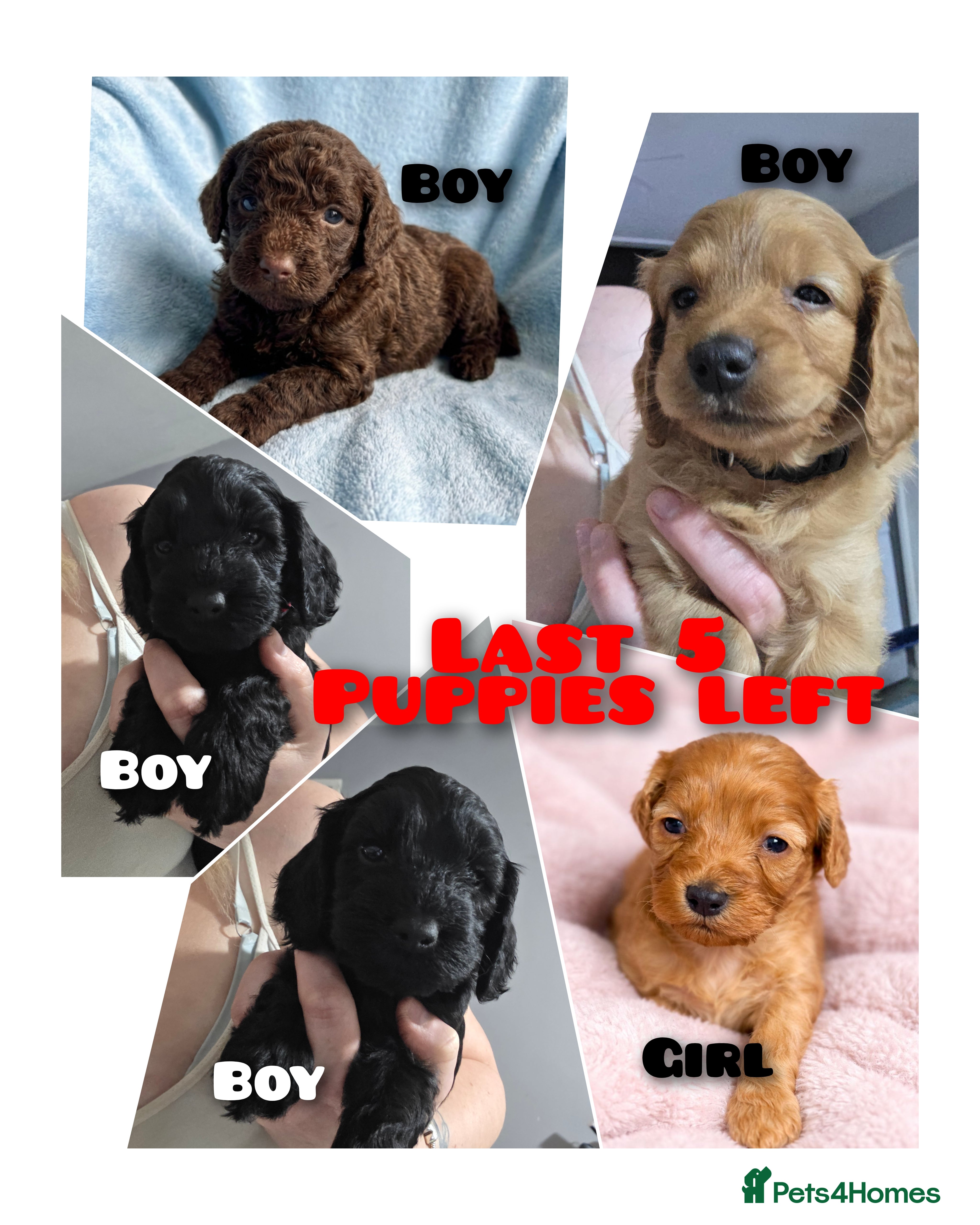 Cockapoo dogs Cockerpoo Puppies F2 - Advert 12