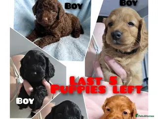 Cockapoo dogs Cockerpoo Puppies F2 - Advert 12