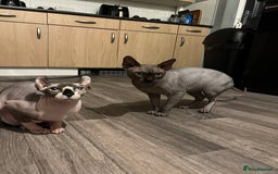 Sphynx cats for stud: Tica Registered Canadian Sphynx in Hull - Image 25