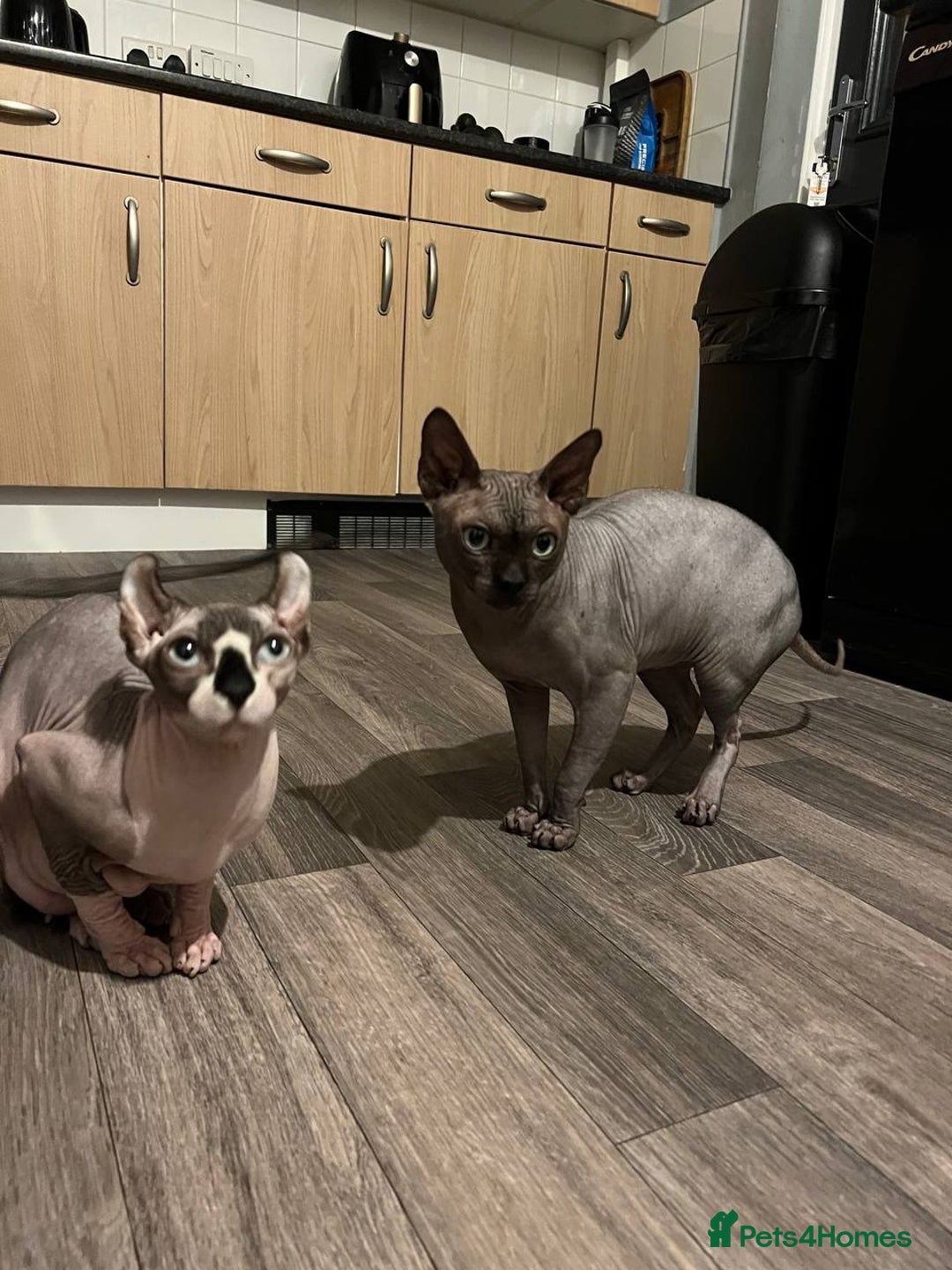 Sphynx cats for stud: Tica Registered Canadian Sphynx in Hull - Image 25