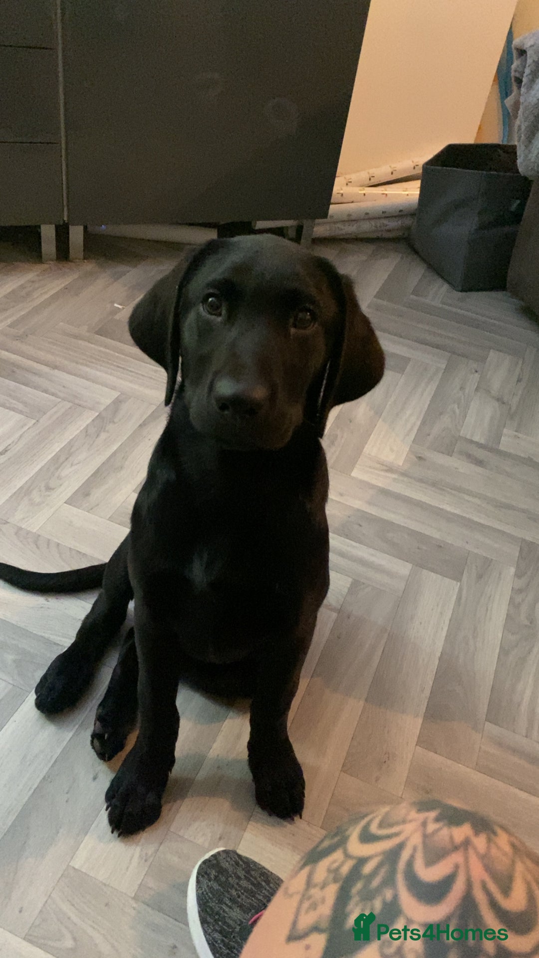 Labrador Retriever dogs for sale: Labrador  - Advert 3
