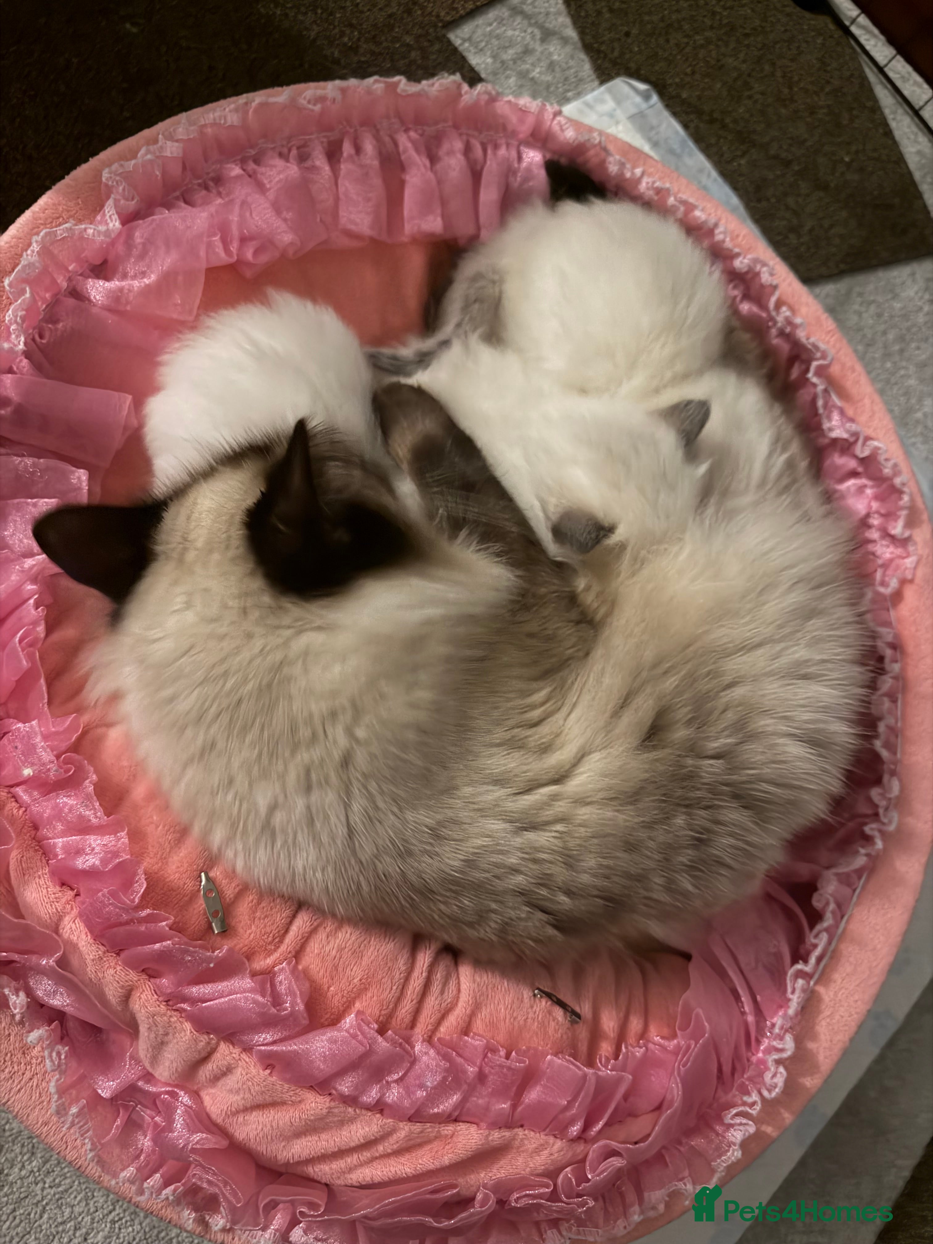 Ragdoll cats 🤍3 Ragdoll stunning kittens available 🤍 - Advert 6