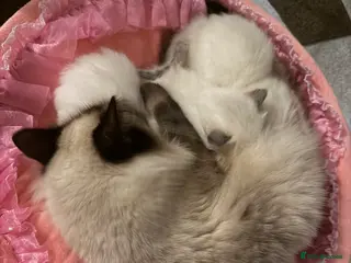 Ragdoll cats 🤍3 Ragdoll stunning kittens available 🤍 - Advert 6