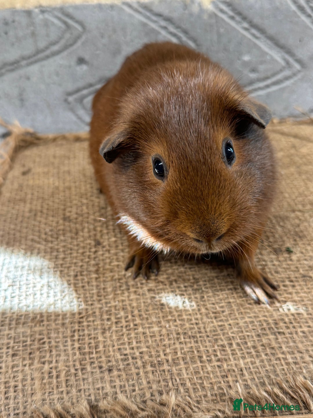 Guinea Pig rodents for sale: Young male & female guinea pigs for sale - Image 1