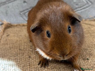 Guinea Pig rodents - Advert 7