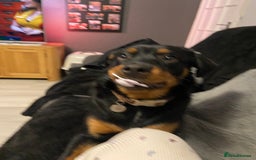Rottweiler dogs for sale: 1 yr old Rottweiler - Image 4