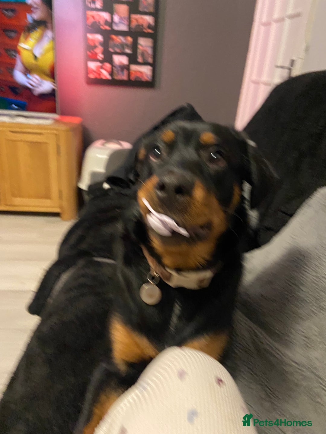 Rottweiler dogs for sale: 1 yr old Rottweiler - Image 4