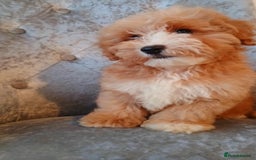 Maltipoo dogs for sale: Beautiful maltipoo puppies for sale - Image 8