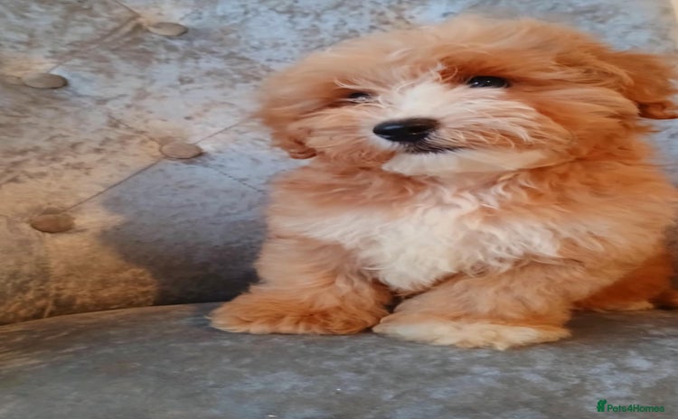 Maltipoo dogs - Advert 6