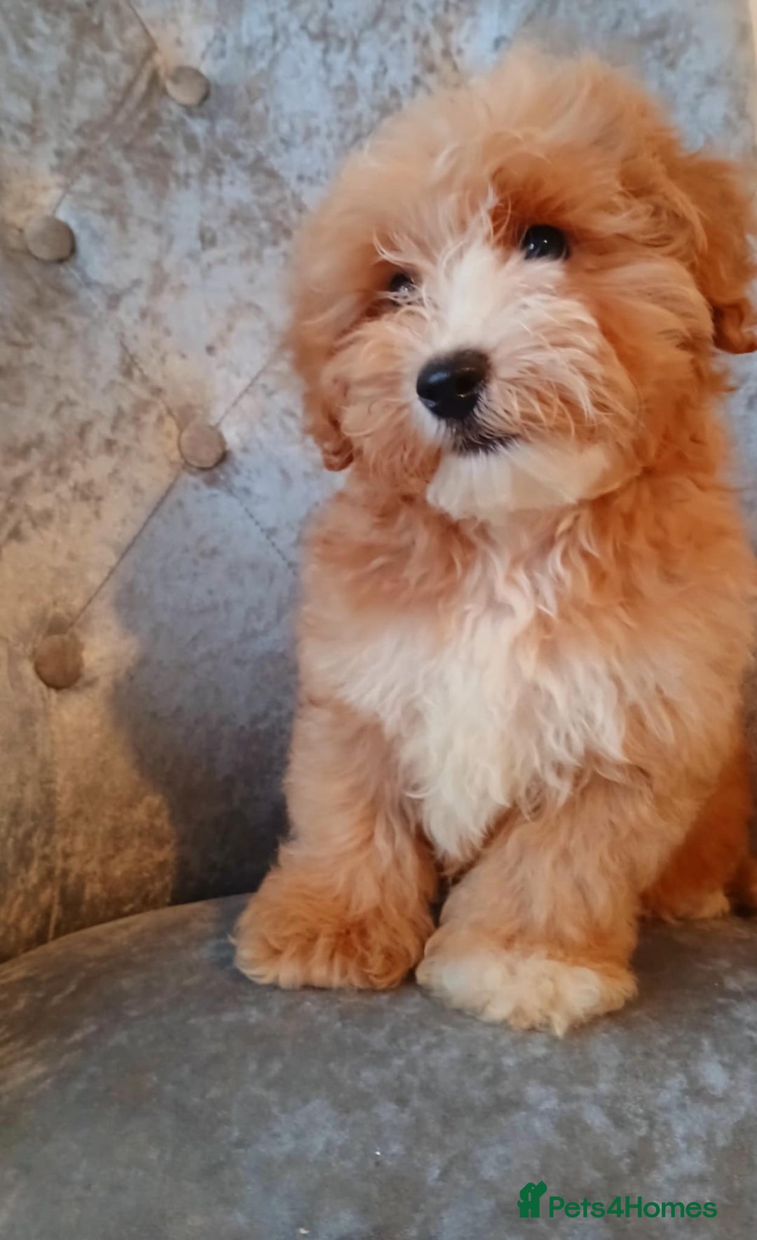 Maltipoo dogs for sale: Beautiful maltipoo puppies for sale - Image 8