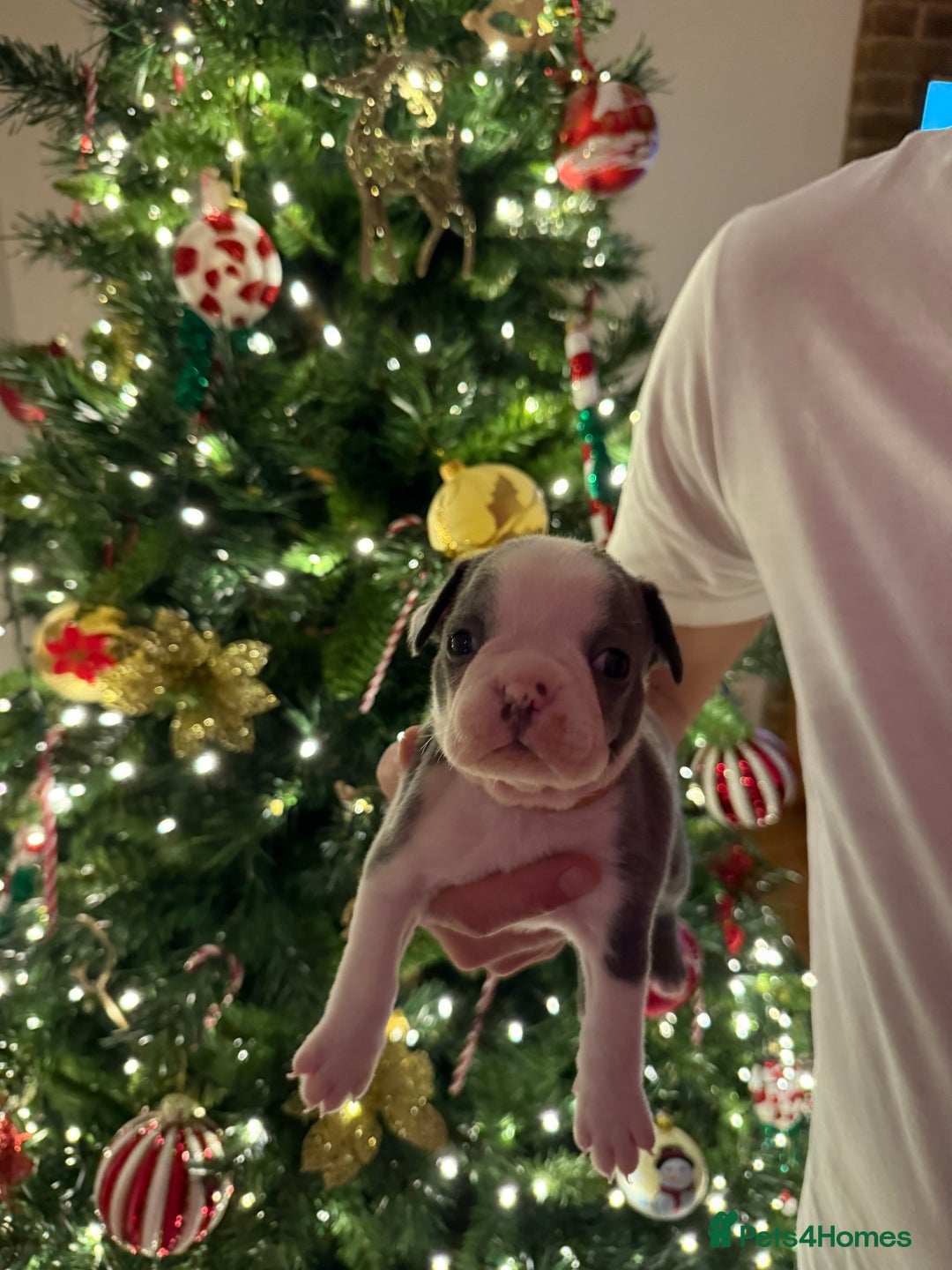 Boston Terrier dogs for sale: Boston Terrier puppies 🐶 - Advert 15