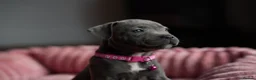 Staffordshire Bull Terrier dogs for sale: KC Staffy Puppies - Advert 4