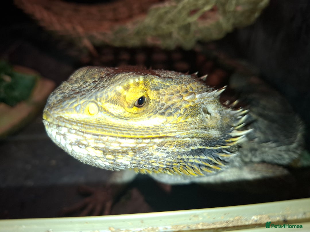 Bearded Dragon reptiles for sale: Bearded Dragon £300 - Advert 6