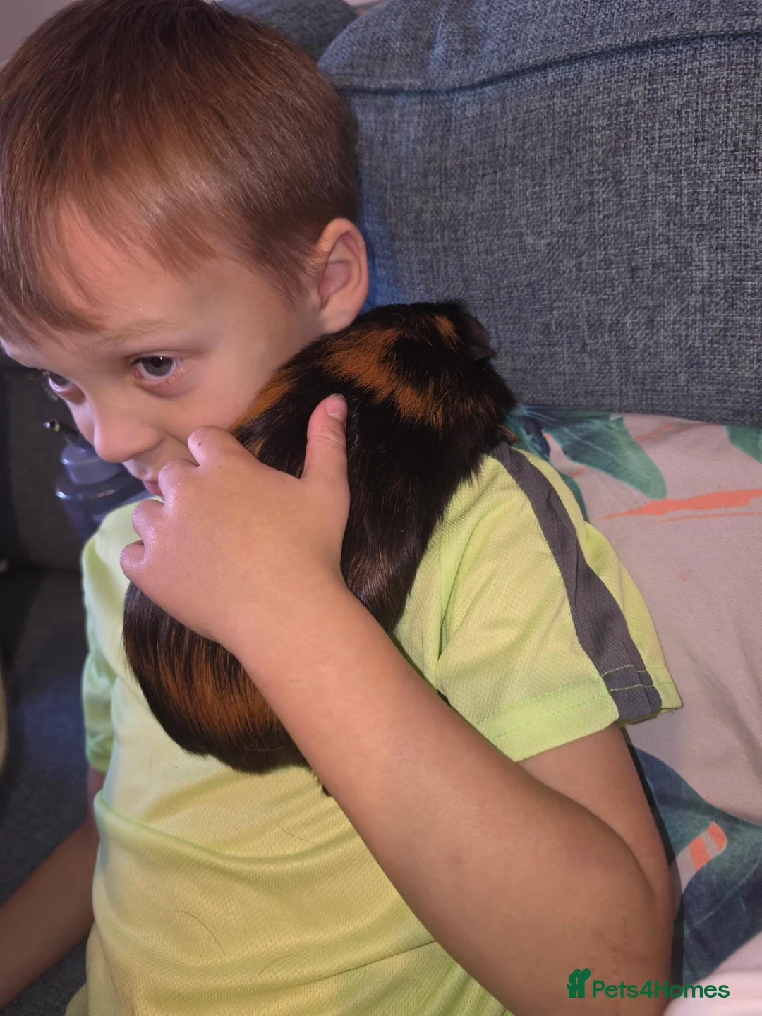 Guinea Pig rodents for sale: Two bonded Brothers  in Wallasey - Advert 4