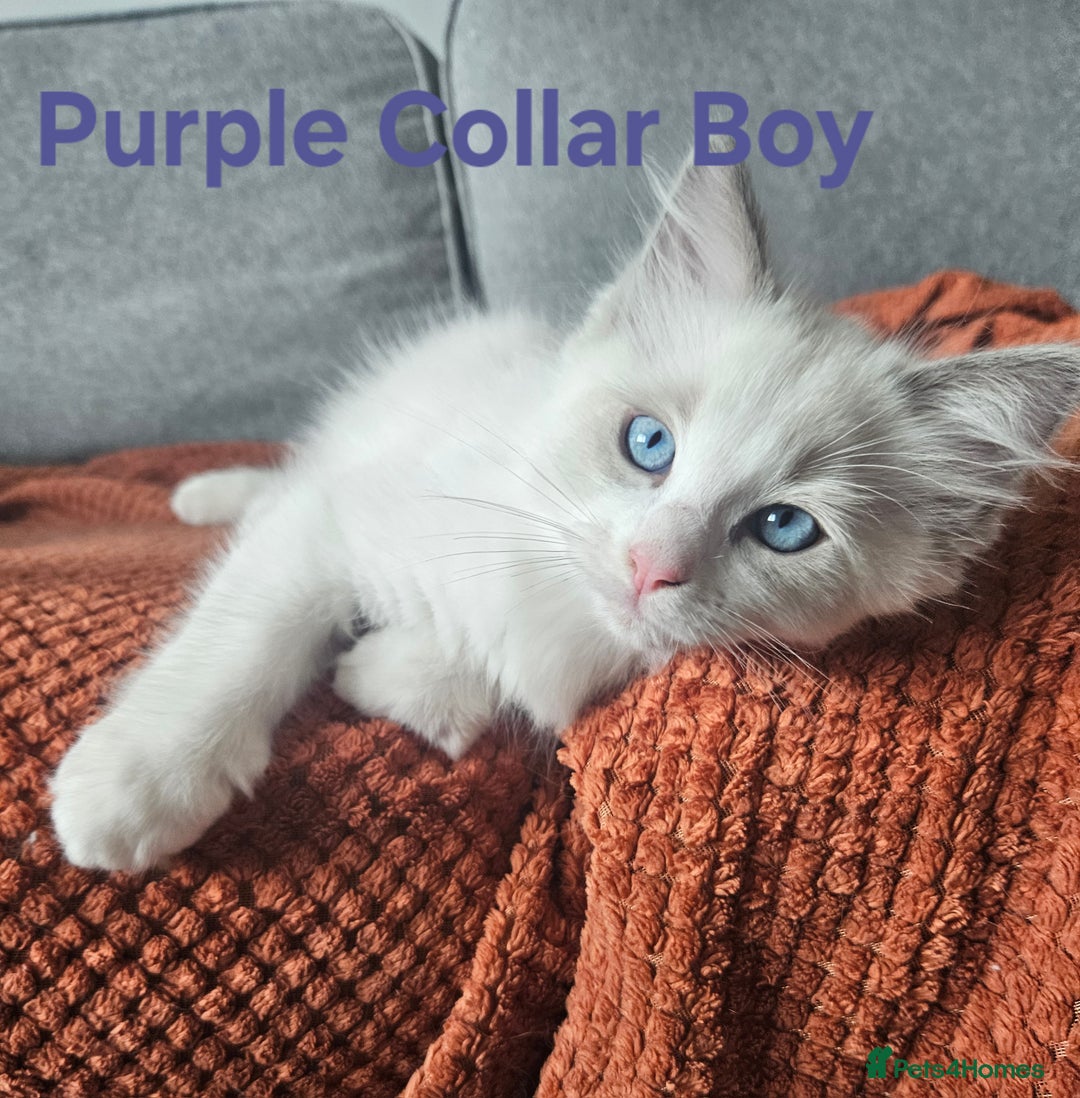 Ragdoll cats for sale: 8 Ragdoll Kittens Ready NOW - Image 8