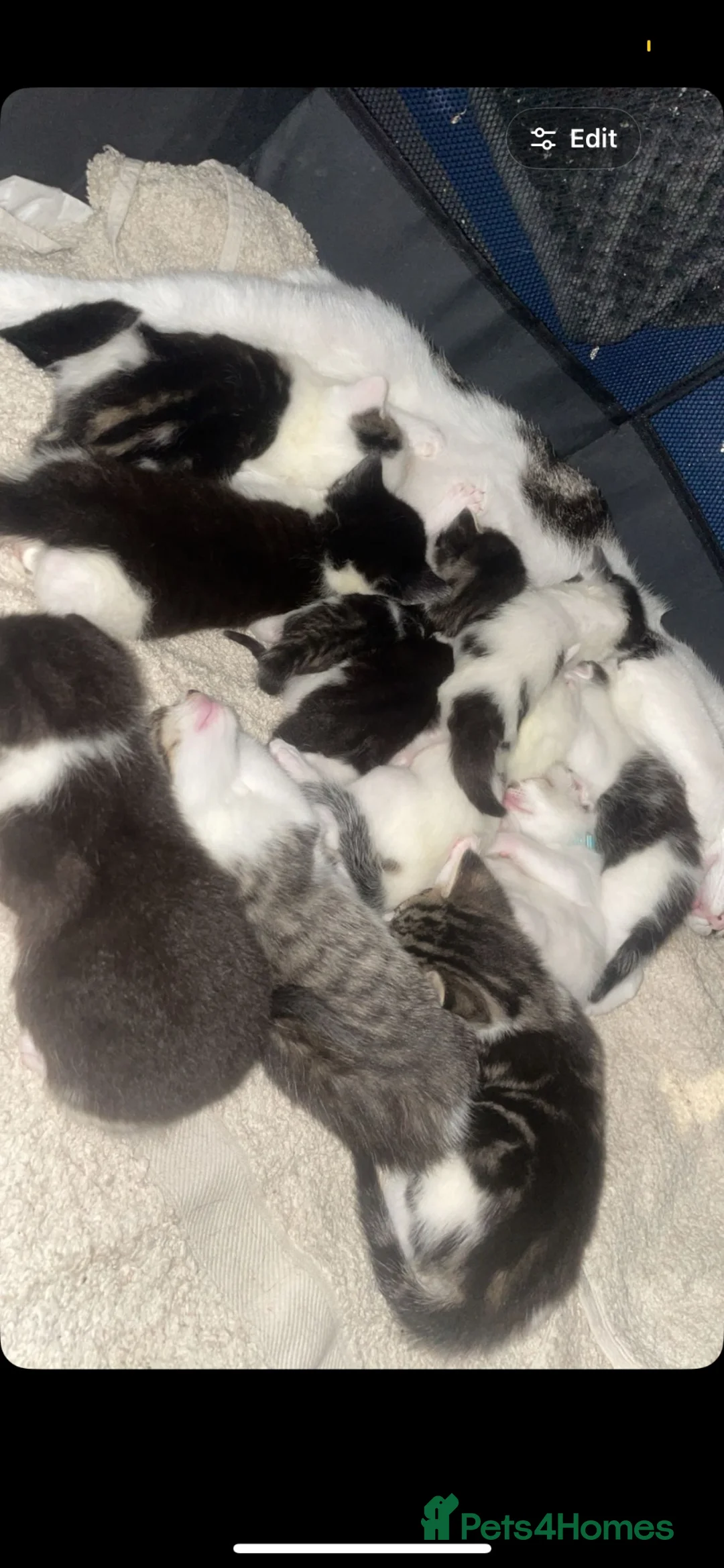 Mixed Breed cats for sale: Beautiful Mixed Kittens - Advert 2