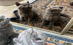 British Shorthair cats for sale: Gorgeous Brittsh Kittens Fully Vaccinated  - Image 16