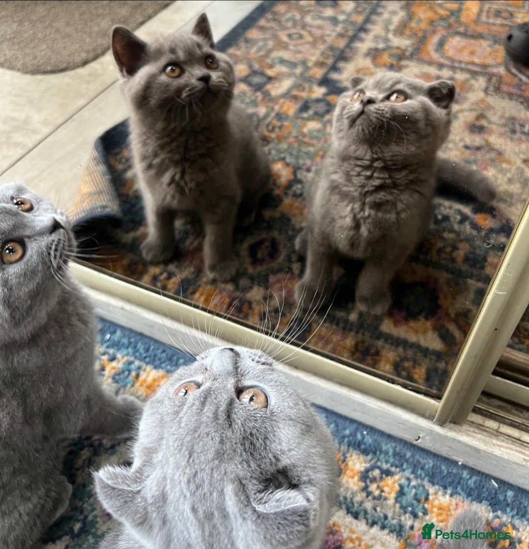 British Shorthair cats for sale: Gorgeous Brittsh Kittens Fully Vaccinated  - Image 16
