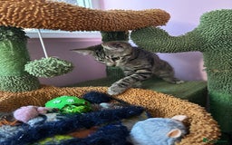 Domestic Shorthair cats for adoption: Adopt from Cats in Crisis East London  - Image 5