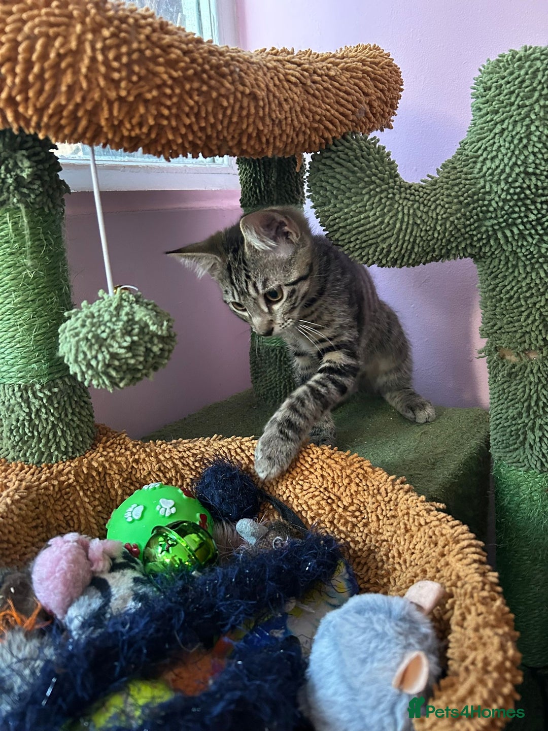Domestic Shorthair cats for adoption: Adopt from Cats in Crisis East London  - Image 5