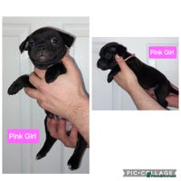 Staffordshire Bull Terrier dogs Chunky KC registered SBT'S - Advert 15