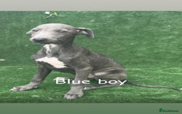 Whippet dogs for sale: Top quality whippet puppies - Image 8